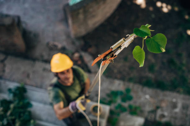 Why Choose Our Tree Removal Services in Orchard Hills, PA?