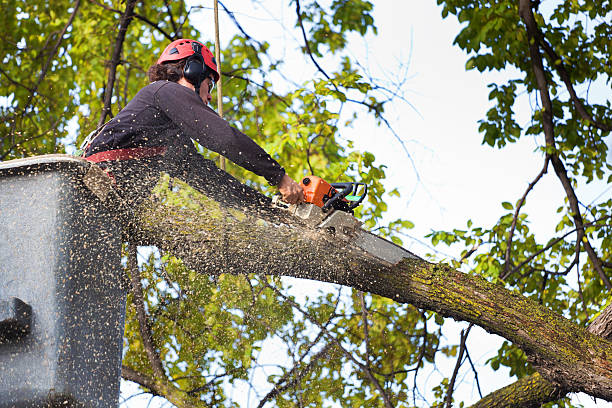 Reliable Orchard Hills, PA  Tree Services Solutions